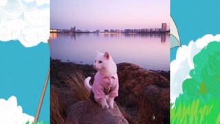 สัตว์ตลก_cut 216