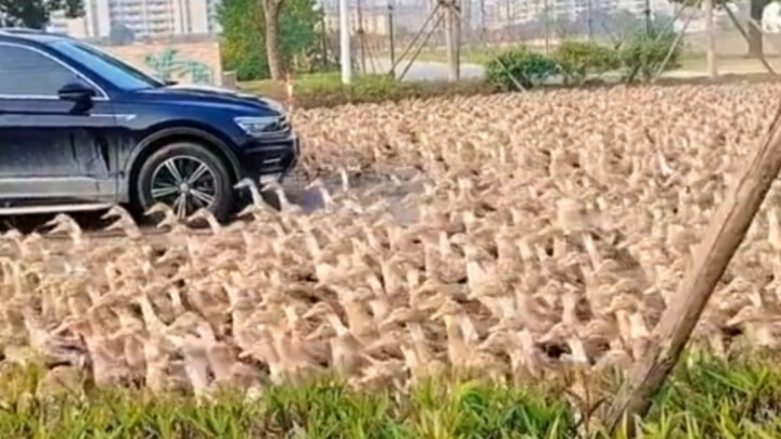 Rất nhiều vịt đây
