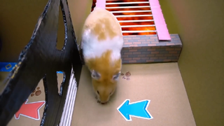 ภารกิจของหนูแฮมสเตอร์ ep 44