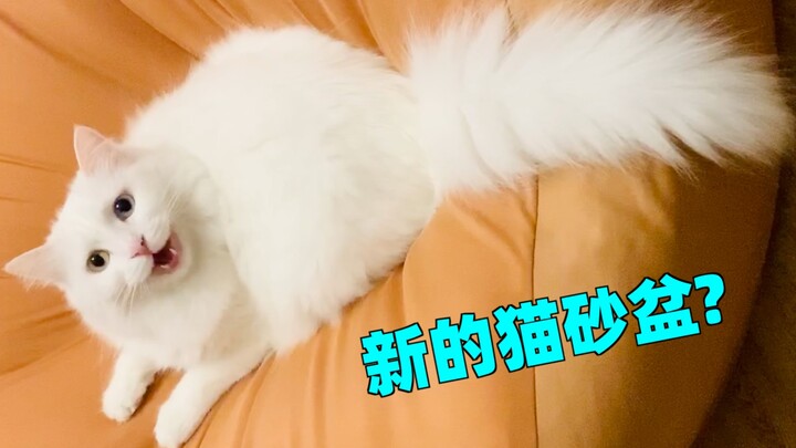 Cat owners, stay away from beanbag chairs or you’re in for a world of trouble!