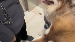 全乱了全乱了，姨坐下了，狗摸姨了