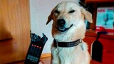Funny Animal Videos 2022 ðŸ˜‚ - Funniest Cats And Dogs Video ðŸ˜ºðŸ˜�