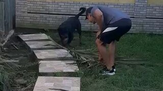 dog play