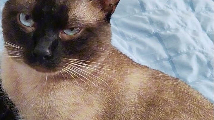 Stinky Cat runs into a stray wild cat, eager for a fierce battle—but gets thoroughly smooched and su