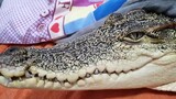 Đụng phải lưỡi cá sấu có thể cắn chết người…