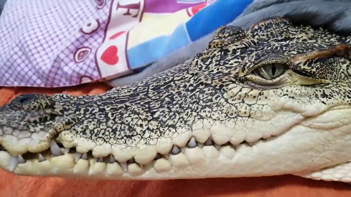I was silly to put my hand into the crocodile's mouth