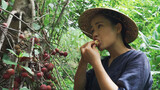 Wild Fruits in Yunnan: Figs Taste like Sweet Strawberries