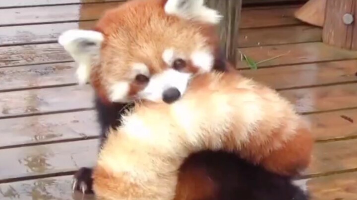 The red panda’s tail looks like a fuzzy caterpillar.