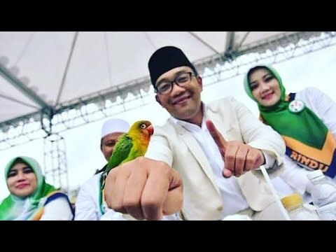 Harga Burung Lovebird dititik Termurah, Akankah Harga Lovebird Naik Lagi