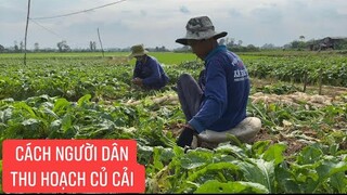 Bà con nông dân thu hoạch củ cải trắng những ngày cận Tết.