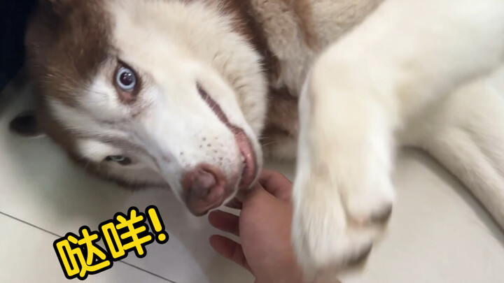 "Tarik-ulur Ekstrem Antara Aku dan Si Anjing Gila"