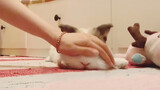[Động vật] Tương tác với bé thỏ cưng đáng yêu