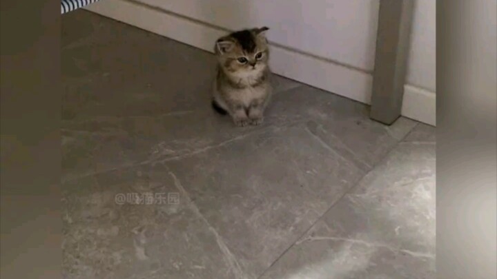 ลูกแมวดูน่ารักมากตอนที่มันกลับมาบ้านครั้งแรก# Healing Cat# Kitten# น่ารัก# แมว
