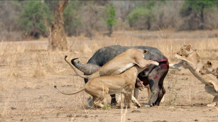 Lions Hunt Buffalo | A Powerful Battle for Survival in the Wild 🦁🐃 | 4K Wildlife
