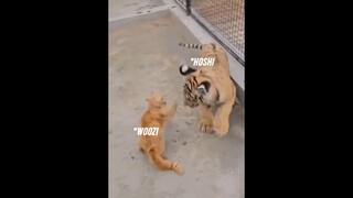 They're them🐯🐱 #seventeen #hoshi #woozi #kpop #fyp #shorts