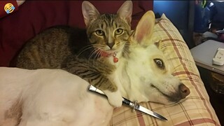 FUNNY CATS vs DOGS 🐱🐶 Best Friends or Enemies? 🐾 New Funniest Animals Videos 2023 😂