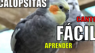 ร้องเพลง Cockatiels ORIGINAL ต้นฉบับ Cockatiel ร้องเพลง CALOPSITA MALE SINGING