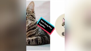 Mèo trong play together ngoài đời sẽ...Bạn thích mèo nào ?? playtogether cauca togheter ONhaVanVui cat mèo