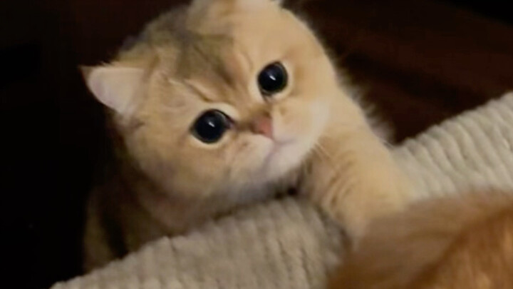 Is this my cat teaser?