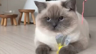 سأعطيك دفعة قوية في مؤخرتك