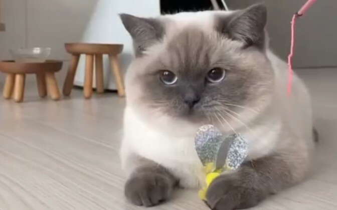 ให้คุณนั่งตูดลงไปเลย