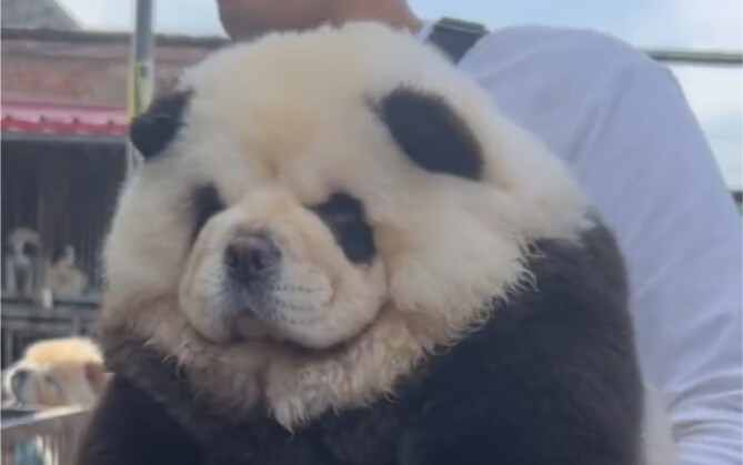 Ajak kalian jalan-jalan ke pasar anjing sambil lihat panda raksasa!