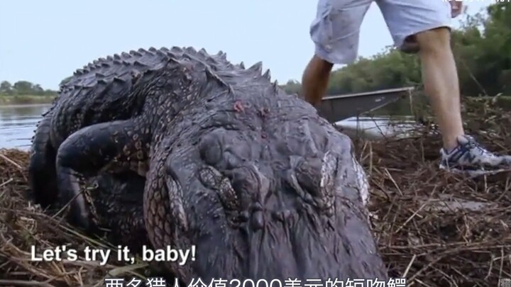 Catching a 400-pound short-snouted alligator with bare hands—so that’s how easy it is to make big bu