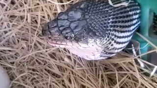 Con rắn này ngu quá đi mất