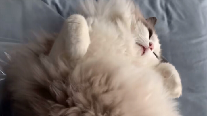 พลิกตัวทีเดียวก็บดเพื่อนแมวให้แบนเป็นแผ่นแมวได้เลย!