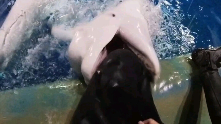 Baby Beluga: I Just Want to Bite You!