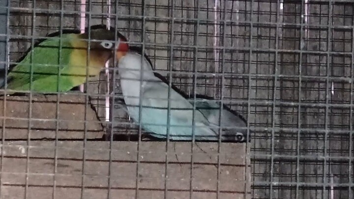 induk jantan meloloh anakan lovebird diluar glodok