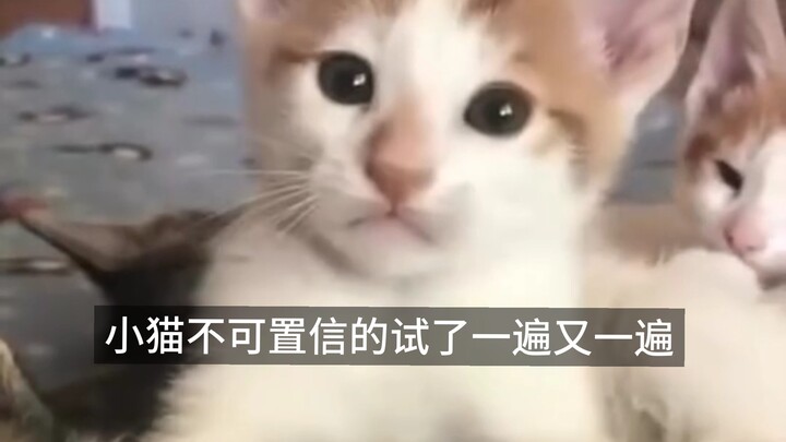 Kucing kecil itu tak percaya dan mencobanya lagi dan lagi
