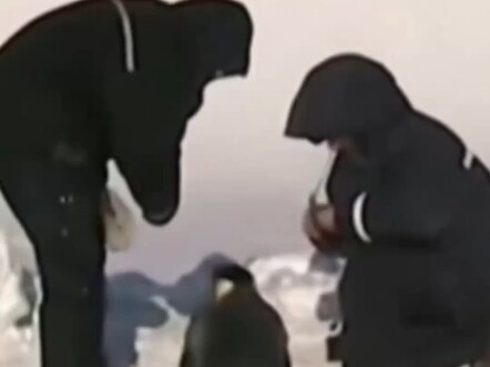 企鹅不语只是一味的质疑！