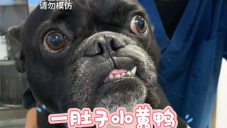 Anjing itu tak sengaja memakan 6 bebek karet mainan dan seekor kelinci mainan. Sepertinya ia sangat 
