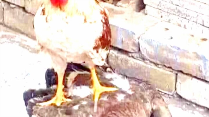 Go brag about this to those hens for the rest of your life.