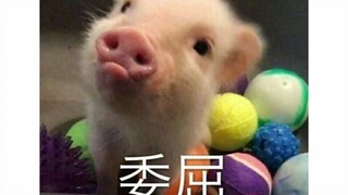 小猪：我谢谢你