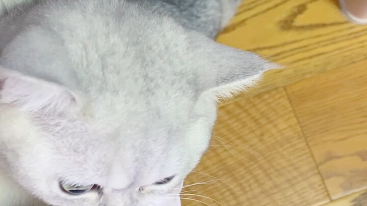 Kucing Kecil TV: Memantulkan Kucing Genit, Sekali Jentikan Otak