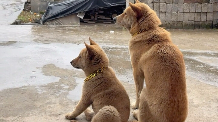 Xiao Huang and Da Huang also had a happy childhood