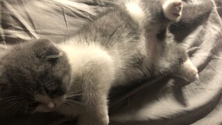 What's it like to keep a cat in a male dormitory 04