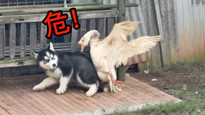 "Newborn Husky Isn't Afraid of Geese"