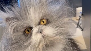 患有多毛症、看起来很“潦草”的波斯猫Atchoum