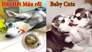 Thú Cưng TV | Ngáo Và Ngơ #30 | chó thông minh vui nhộn | Pets funny cute smart dog