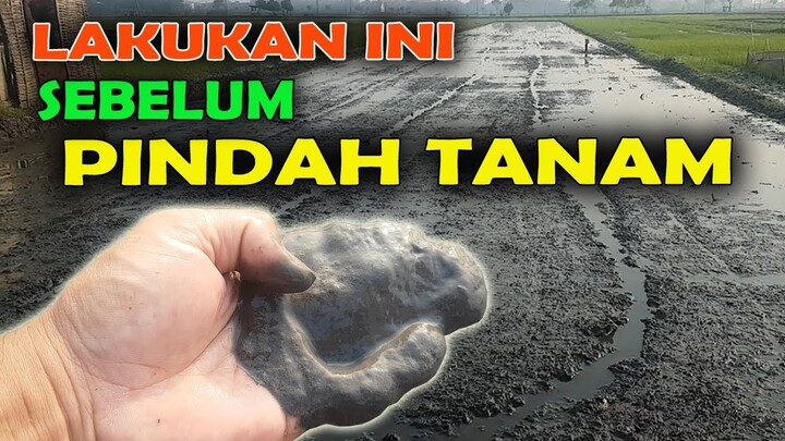 INI YANG WAJIB DILAKUKAN SEBELUM TANAM PADI