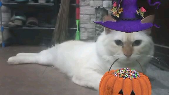 cutecat