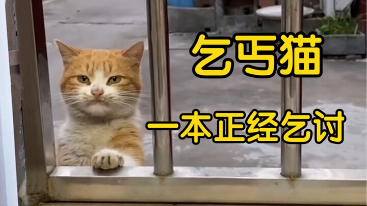 一本正经乞讨的乞丐猫