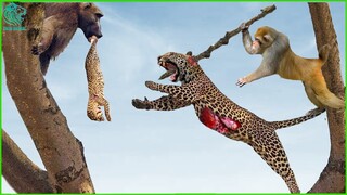 Merciless Moments! Baboons Kill Leopards To Avenge Their Baby | Animals Fight @3WinAnimal