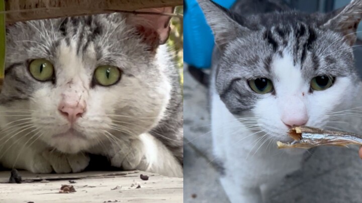 The stark contrast between stray cats before and after spaying/neutering