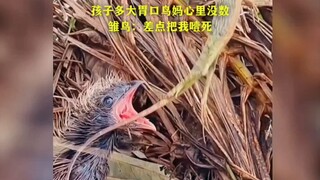 家长对孩子胃口心里没个数！雏鸟：差点给噎死