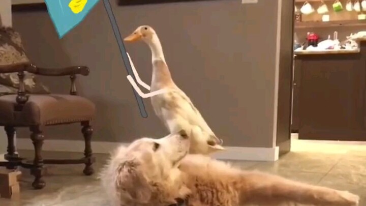 Anjing: Aku tiba-tiba merasakan tekanan yang belum pernah kualami sebelumnya.