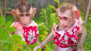 So Happy Tiny Toto & Yaya so refreshing & playful with the natural plant when Mom takes them outside